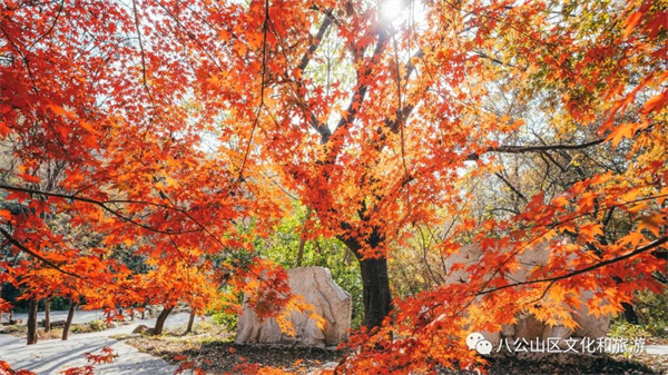 【圖說淮南】——八公山風景區這個地方紅了！
